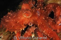 Octopus macropus by Vittorio Durante 